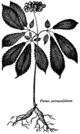ginseng