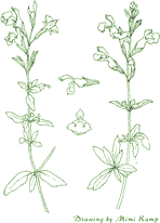 sage