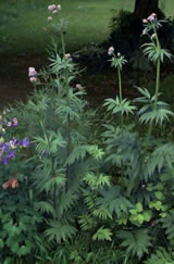 At BIOTHERAPY CLINIC we use unique herbal formulations based on European, Oriental, Russian, and American herbology and our own 30 years of experience with herbs and natural healing. 