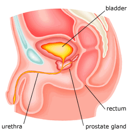 prostate gland - Prostate Massage and Cleansing
