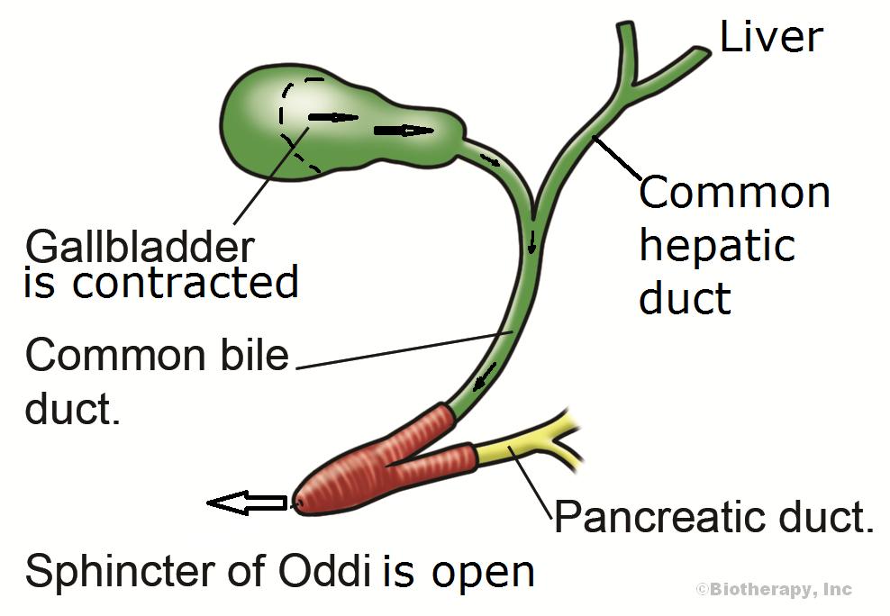 oddi sphincter helye muscles