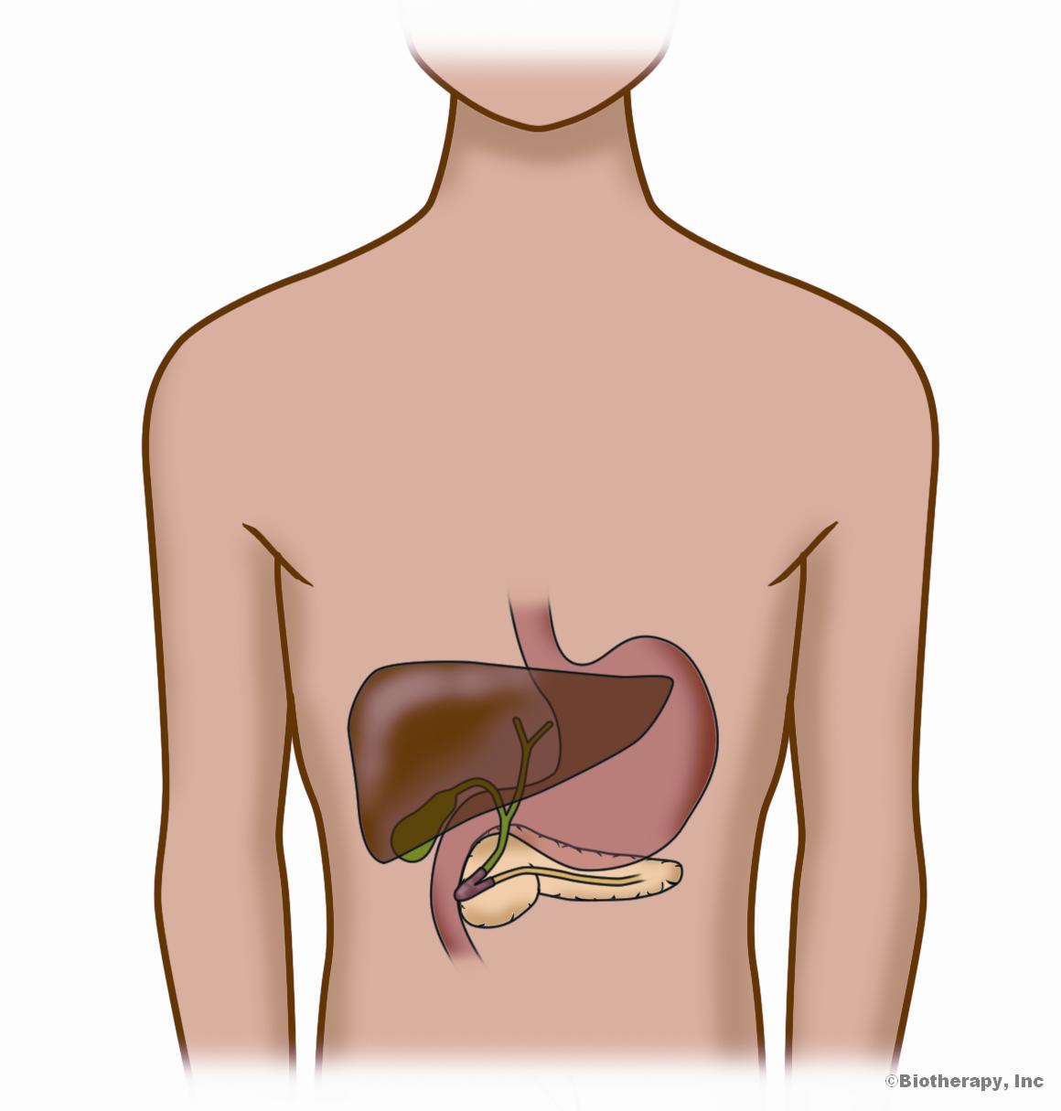Biotherapy Clinic. liver and pancreas